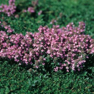 Magic Carpet Thyme Thumbnail